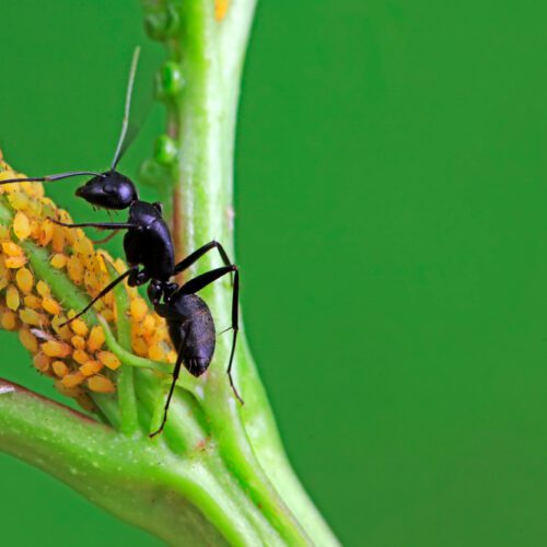 Beware the Asian Needle Ant: Maryland’s Painful New Summer Pest
