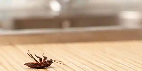 Common Pests in Commercial Spaces