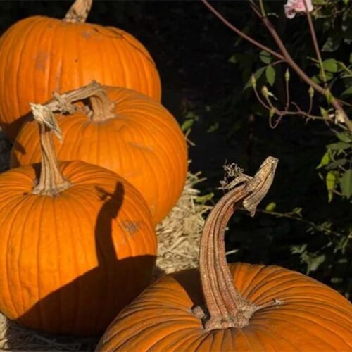 Halloween Can Invite Real Scares: Pest Risks You Didn’t Expect