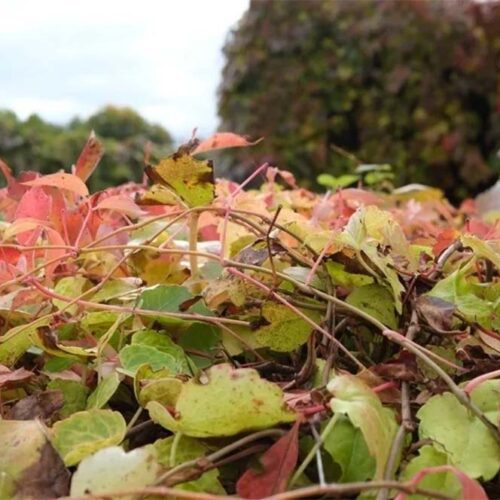 The Hidden Dangers of Leaf Litter: How To Prevent Pests