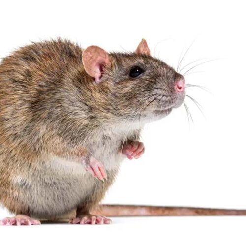 Rodents in the Cold: Why Mice and Rats Love Maryland Homes in Winter 