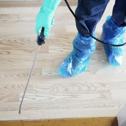 Why January Is the Best Time to Review Your Yearly Pest Control Plan