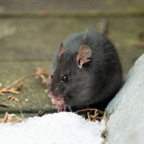 New Year, No Pests: Why Winter Is the Best Time for a Home Pest Inspection
