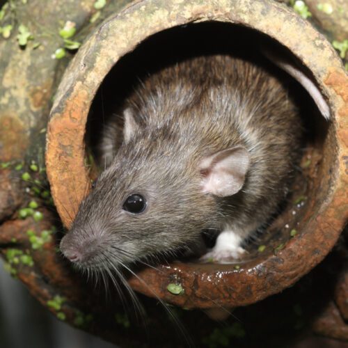 Pests in Your Pipes? Winter Plumbing and Drain Invaders to Watch For