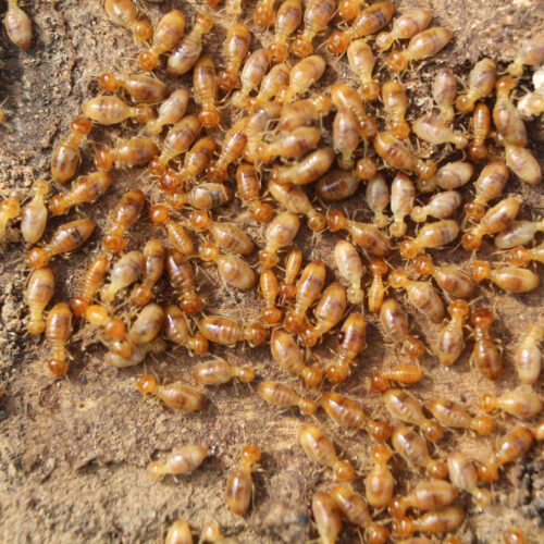 Early Warning Signs of Spring Termites in Maryland: What to Look for Before Swarm Season
