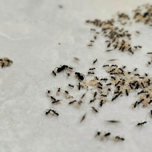 Why Ants Keep Coming Back in Maryland Homes (And How to Stop Them for Good)