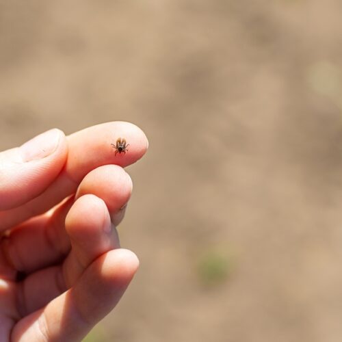 Tick Season in Montgomery County: What to Do Before You Get Bitten