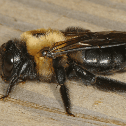 Carpenter Bees vs. Bumblebees: Which Bee Is Damaging Your Maryland Home This Summer?